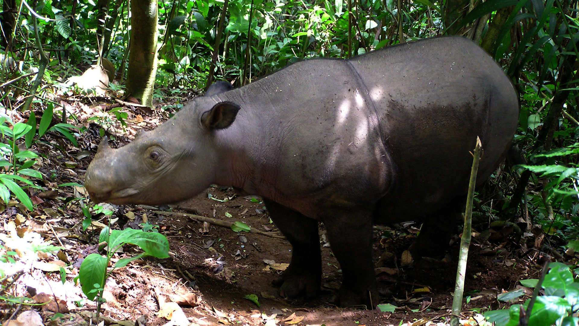 Schutzhaft für die letzten Einhörner