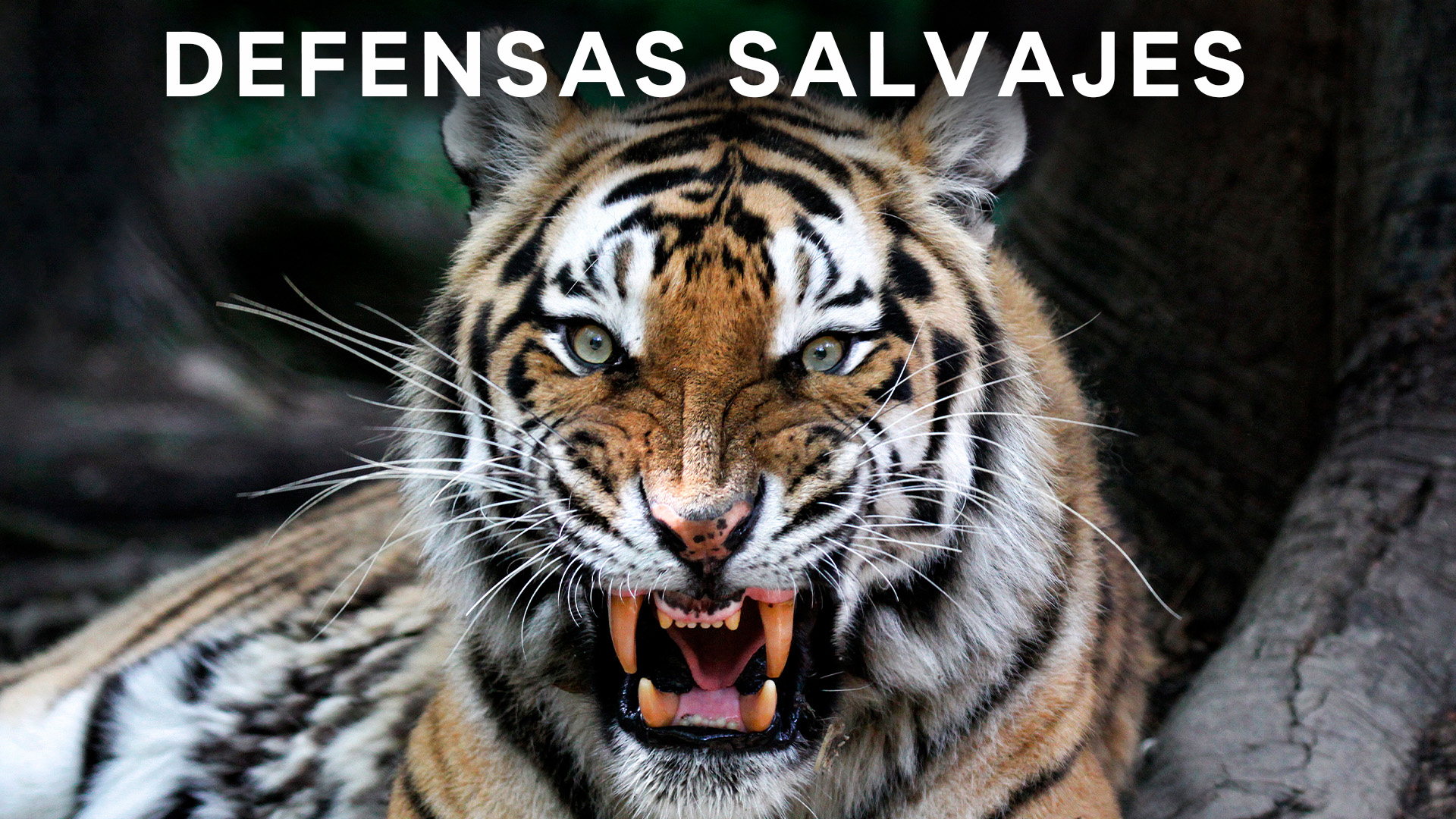 Defensas Salvajes