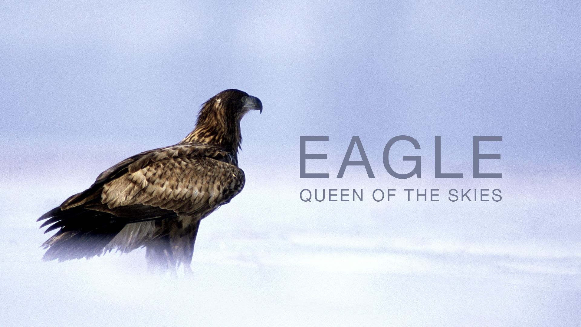 Eagle Queen of the Skies