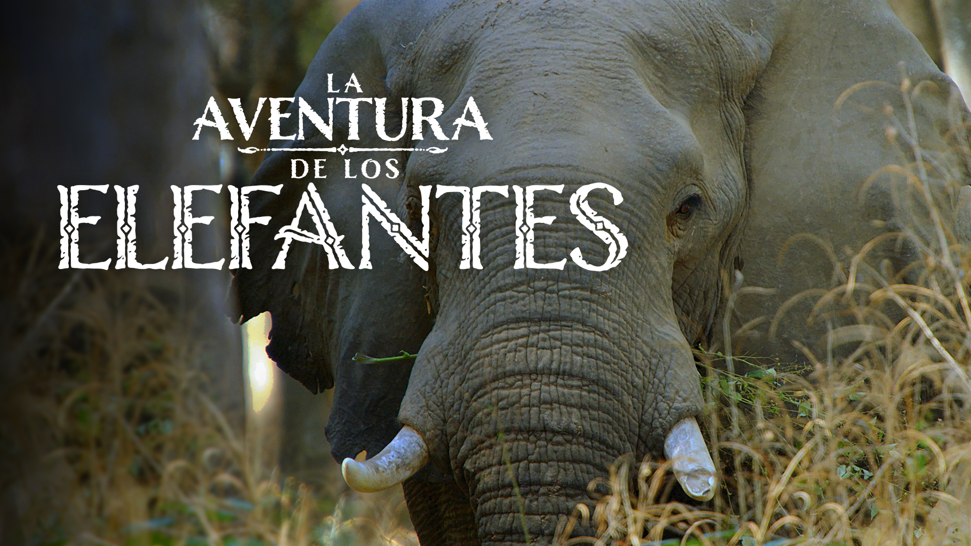 La aventura de los elefantes