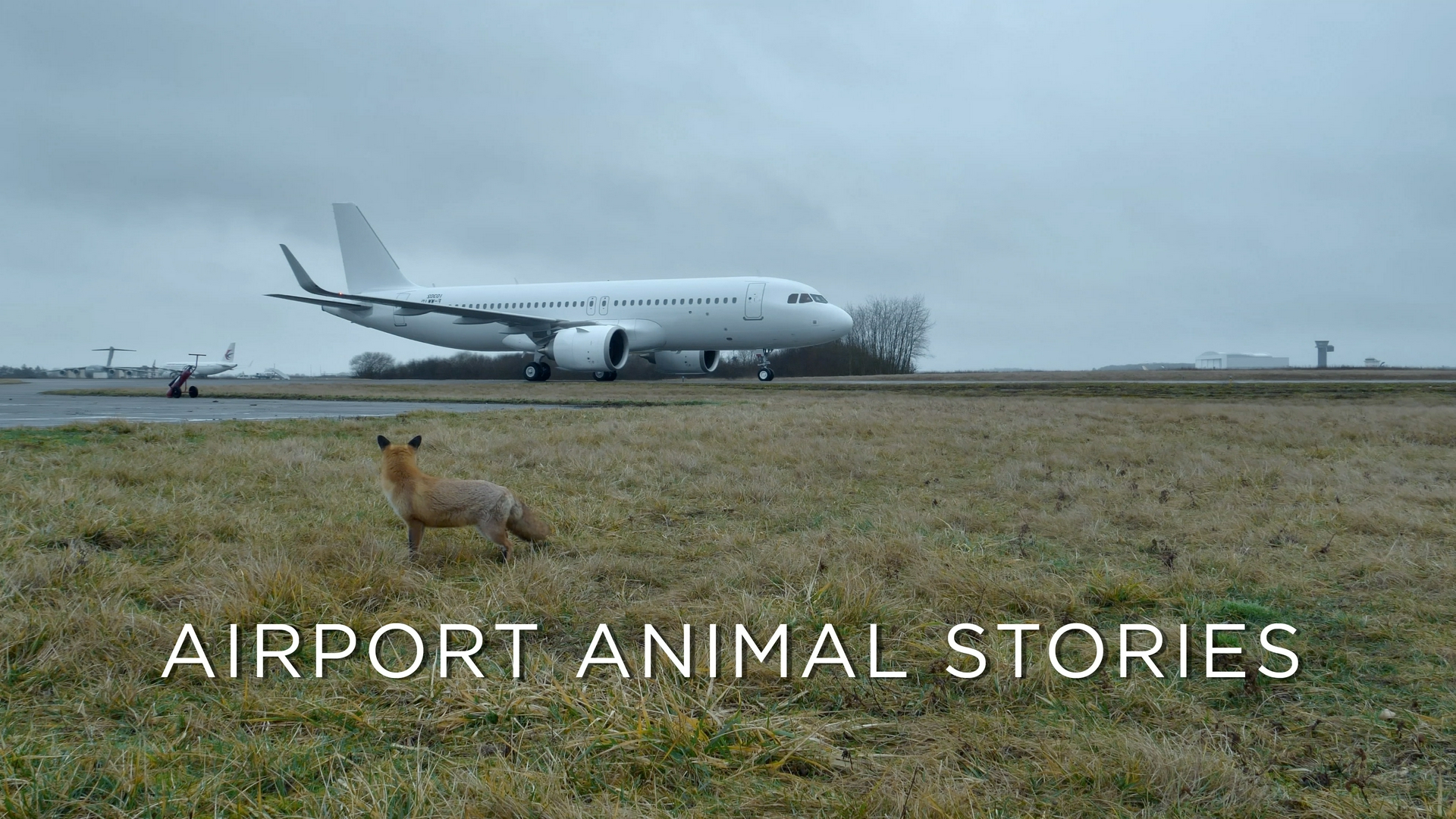 Aiport Animal Stories