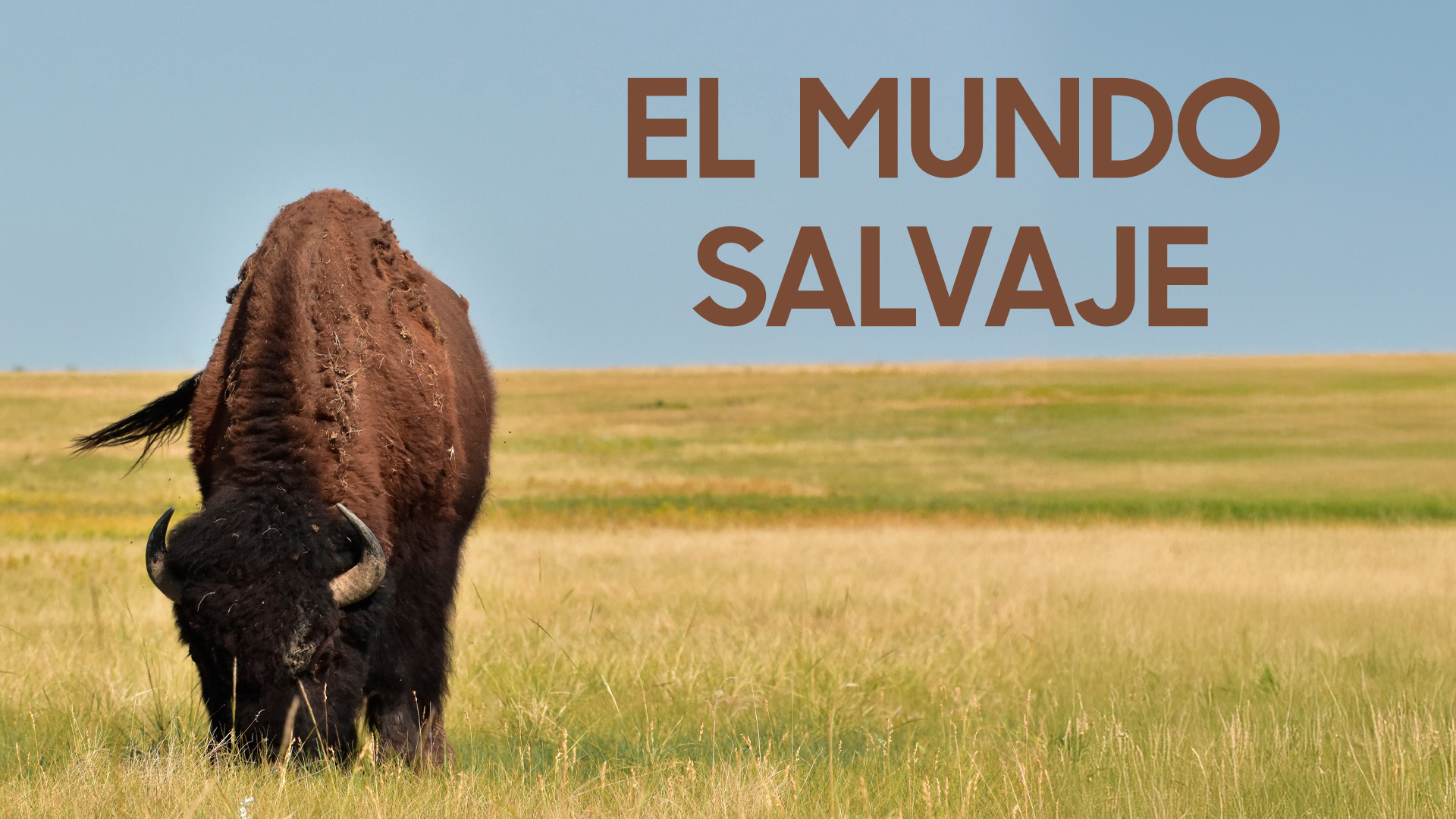 El Mundo Salvaje