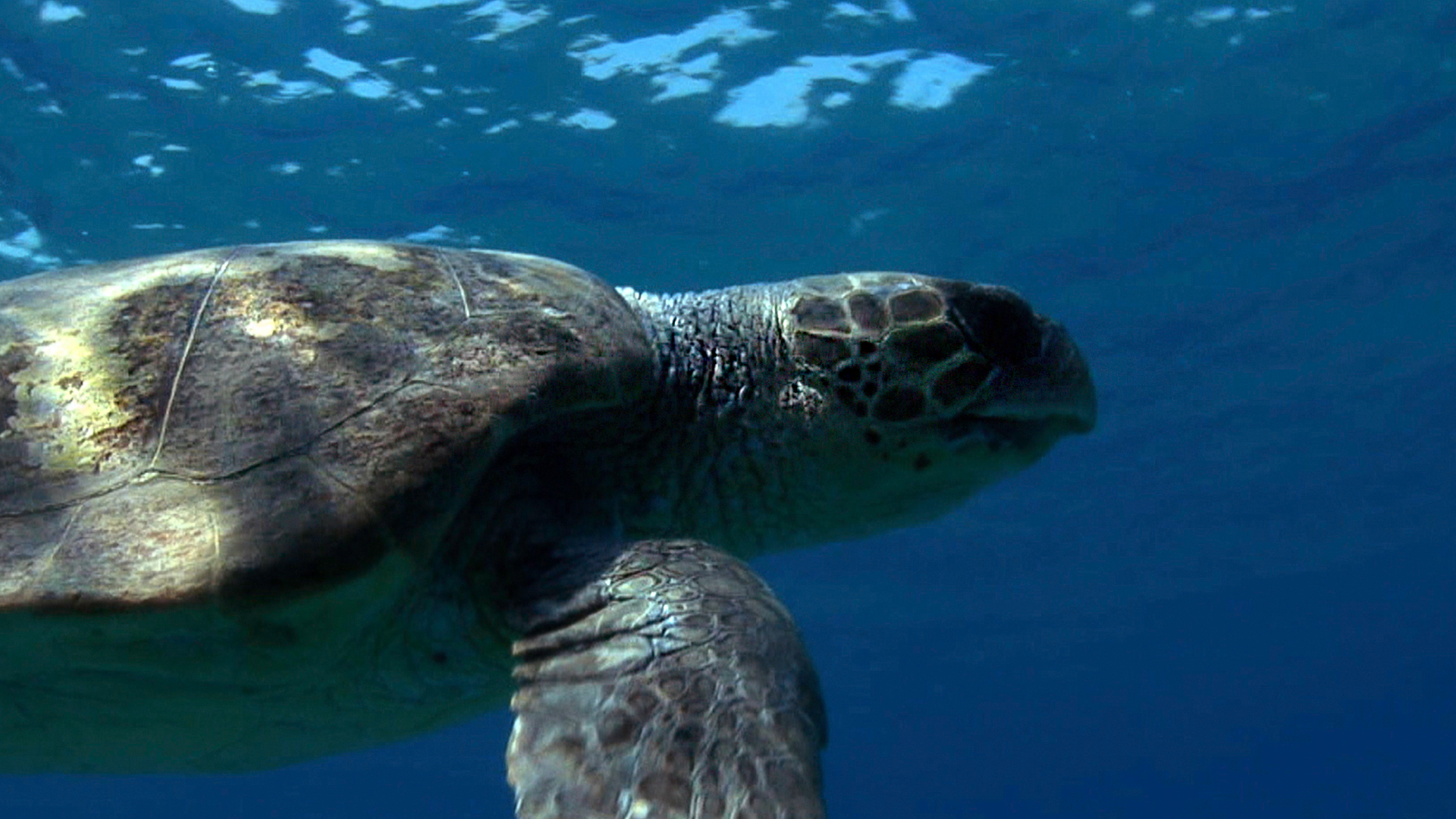 Secrets of the Mediterranean