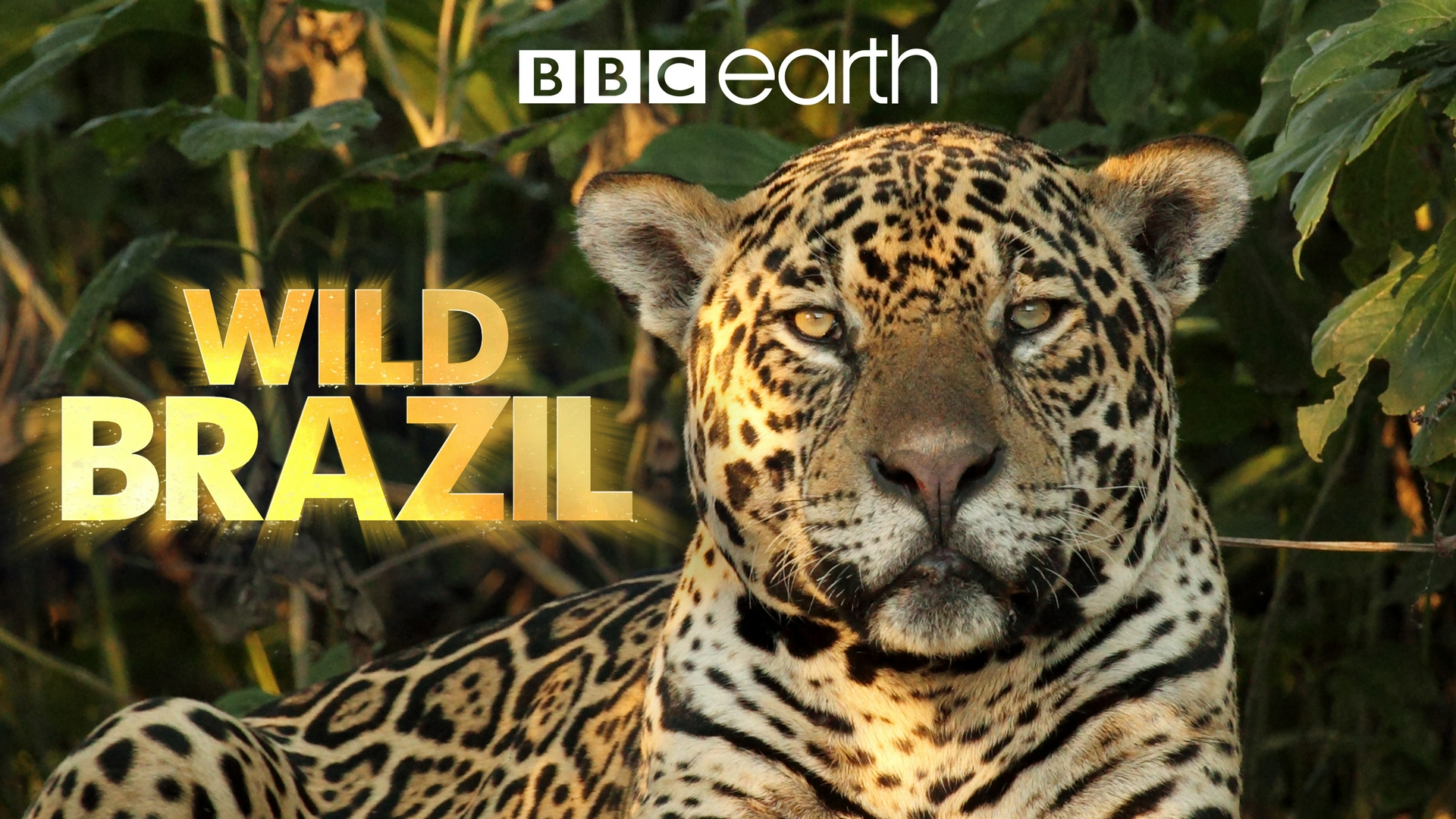 Wildes Brasilien Wenn die Erde brennt