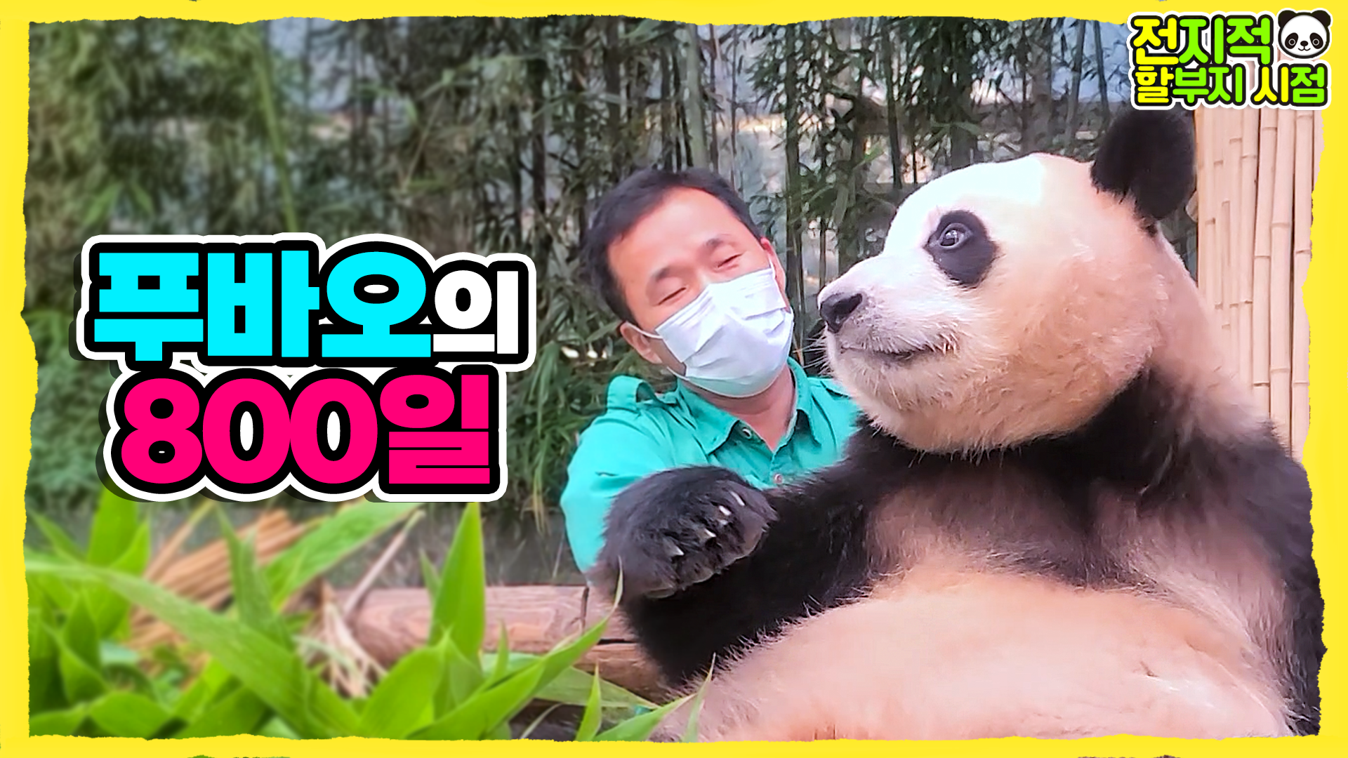 800일동안 푸바오와 함께한 모든 날이 좋았다! 강바오와 함께한 축하파티 현장!! 4