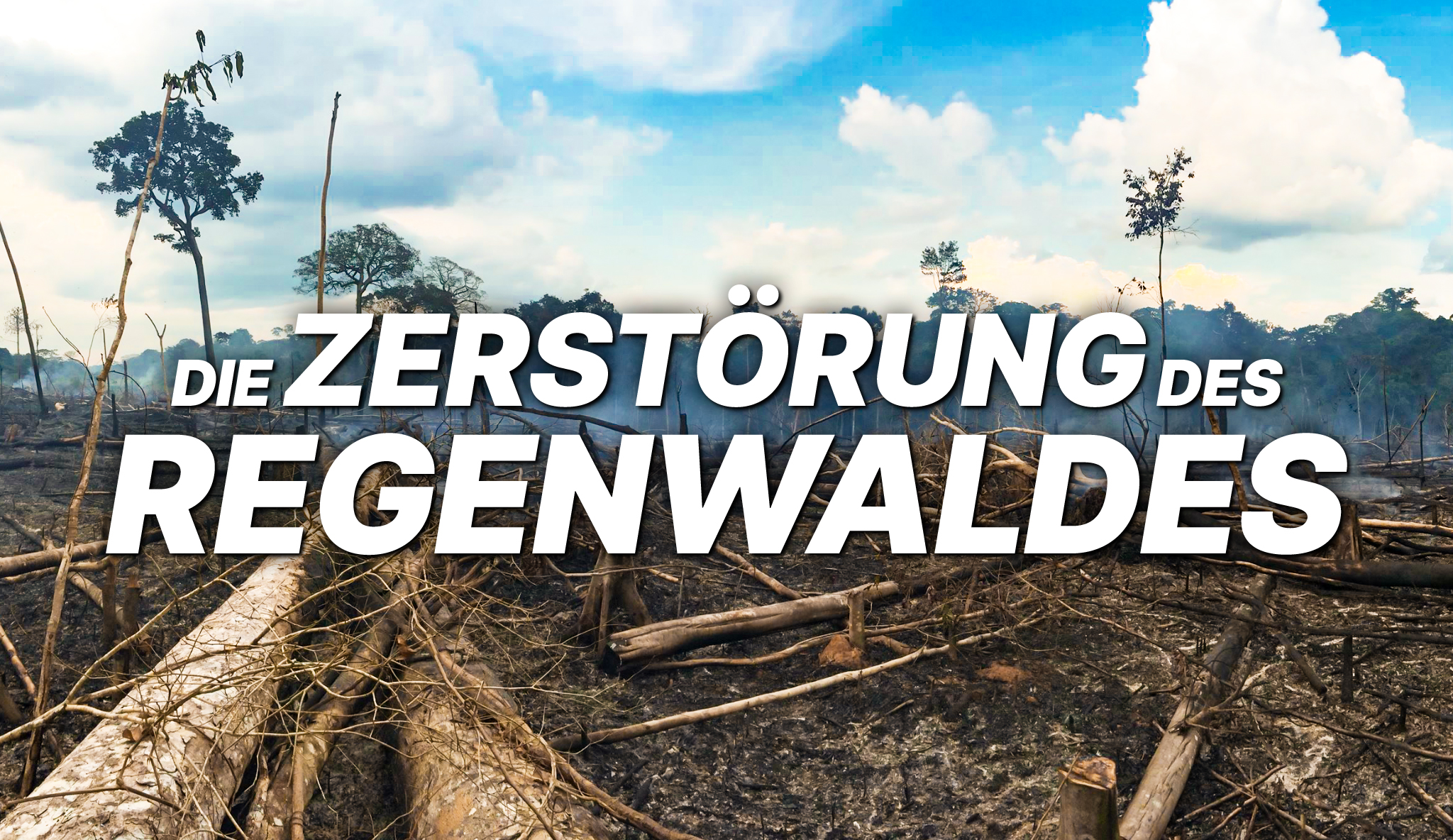 Die Zerstörung des Regenwaldes