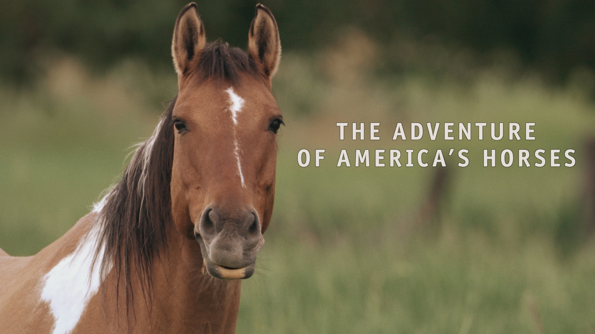 The Adventure of America's Horses