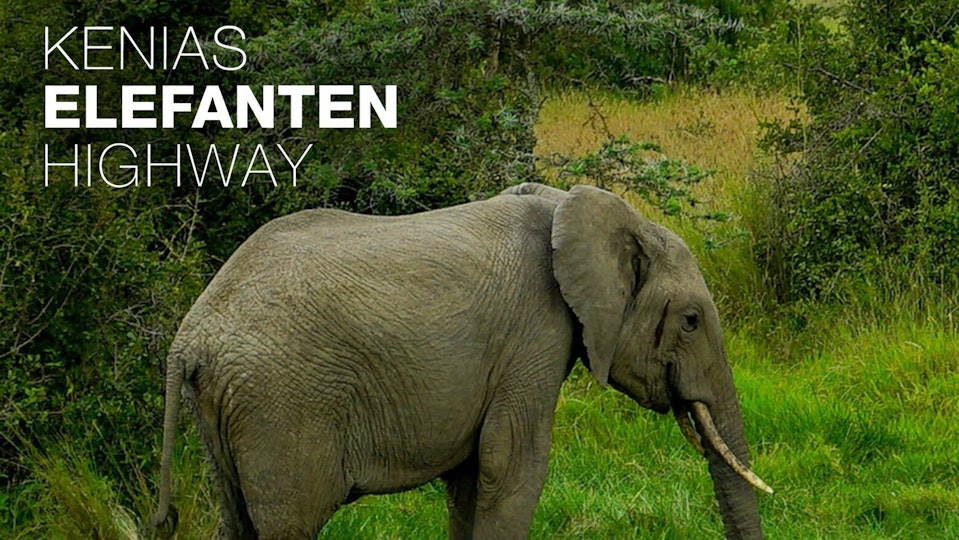 Kenias Elefanten-Highway