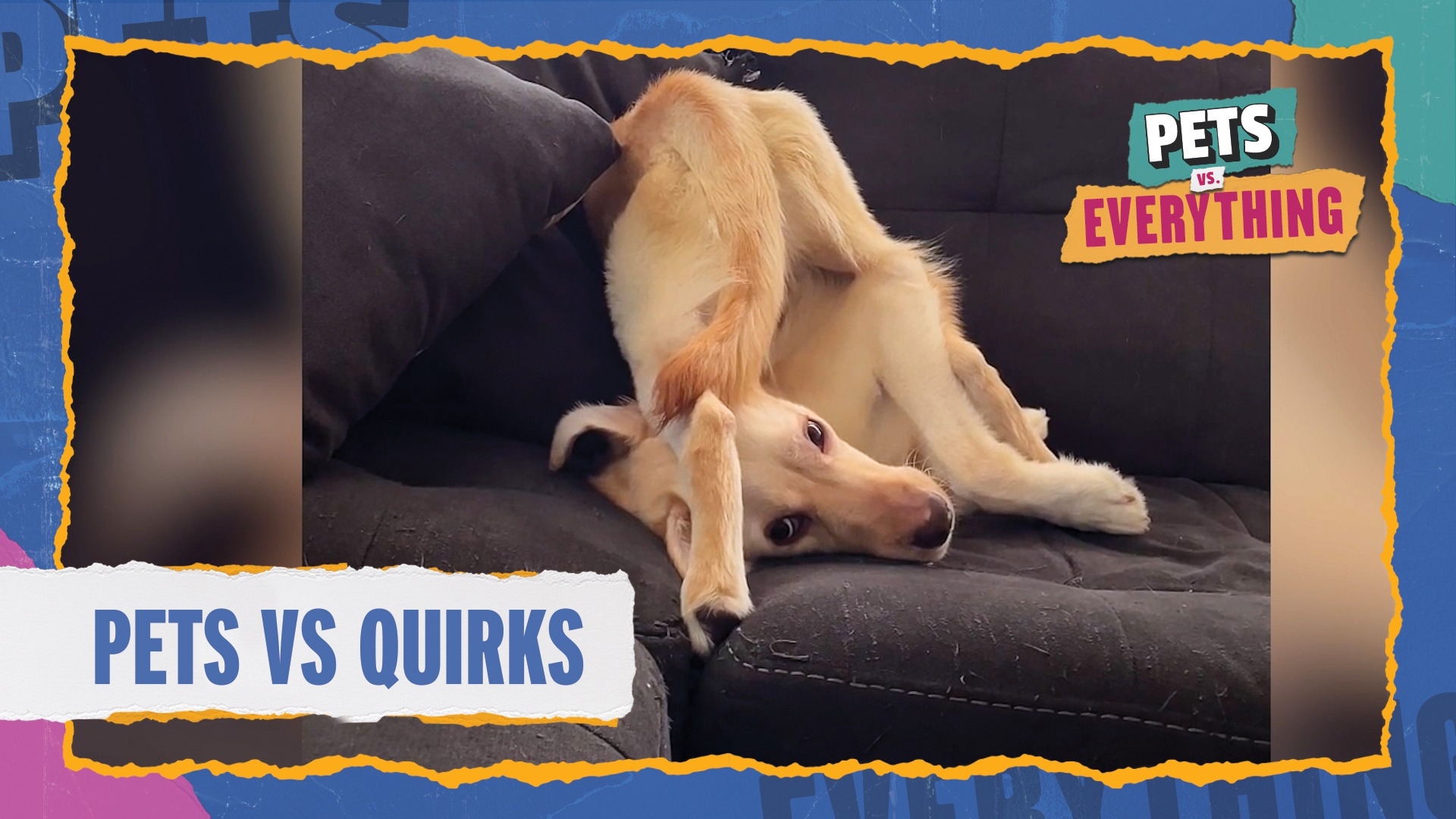 Pets VS. Everything | Pets VS. Quirks