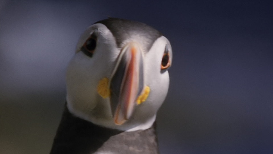 Tiere vor der Kamera