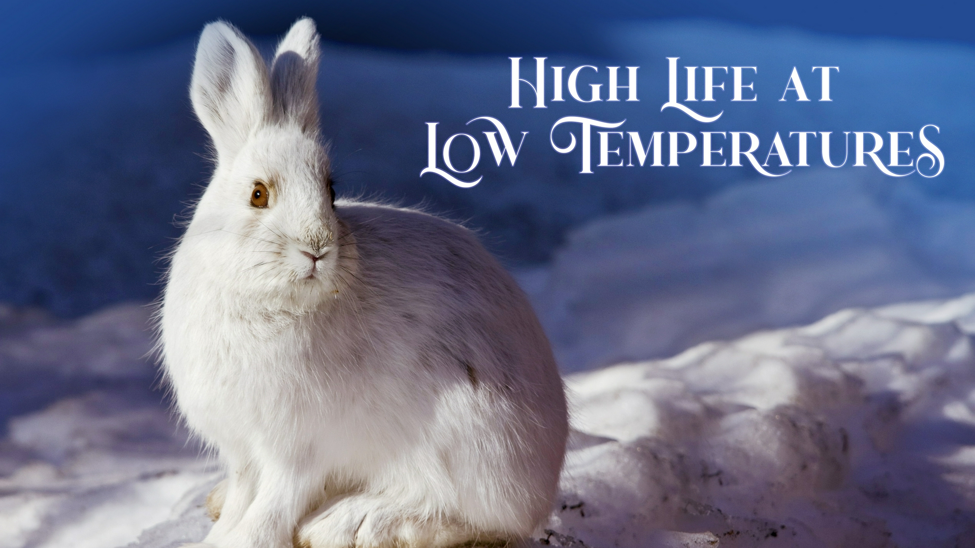 High Life at Low Temperatures