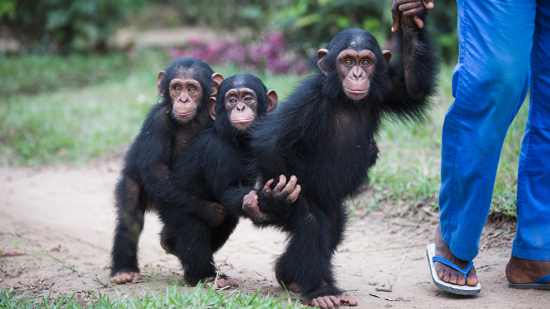 Schimpansen im Kongo mit Jane Goodall