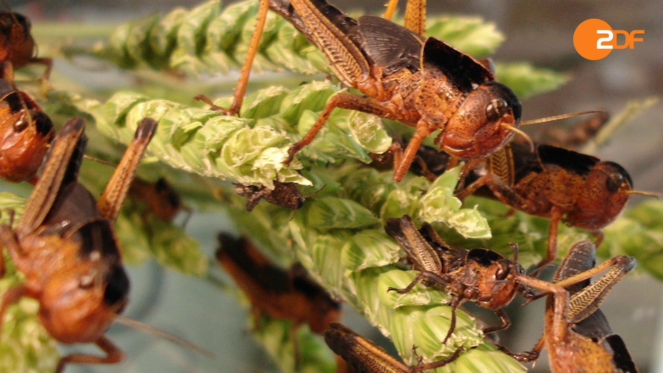 Rückkehr der Plagen