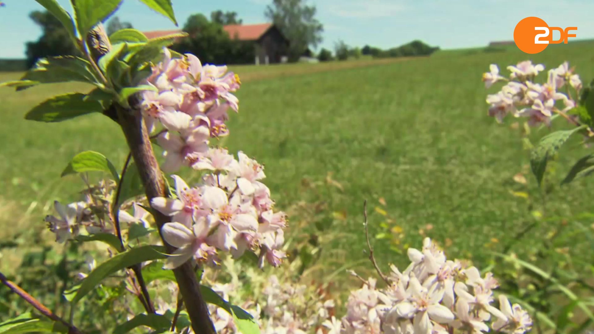 Duell der Gartenprofis