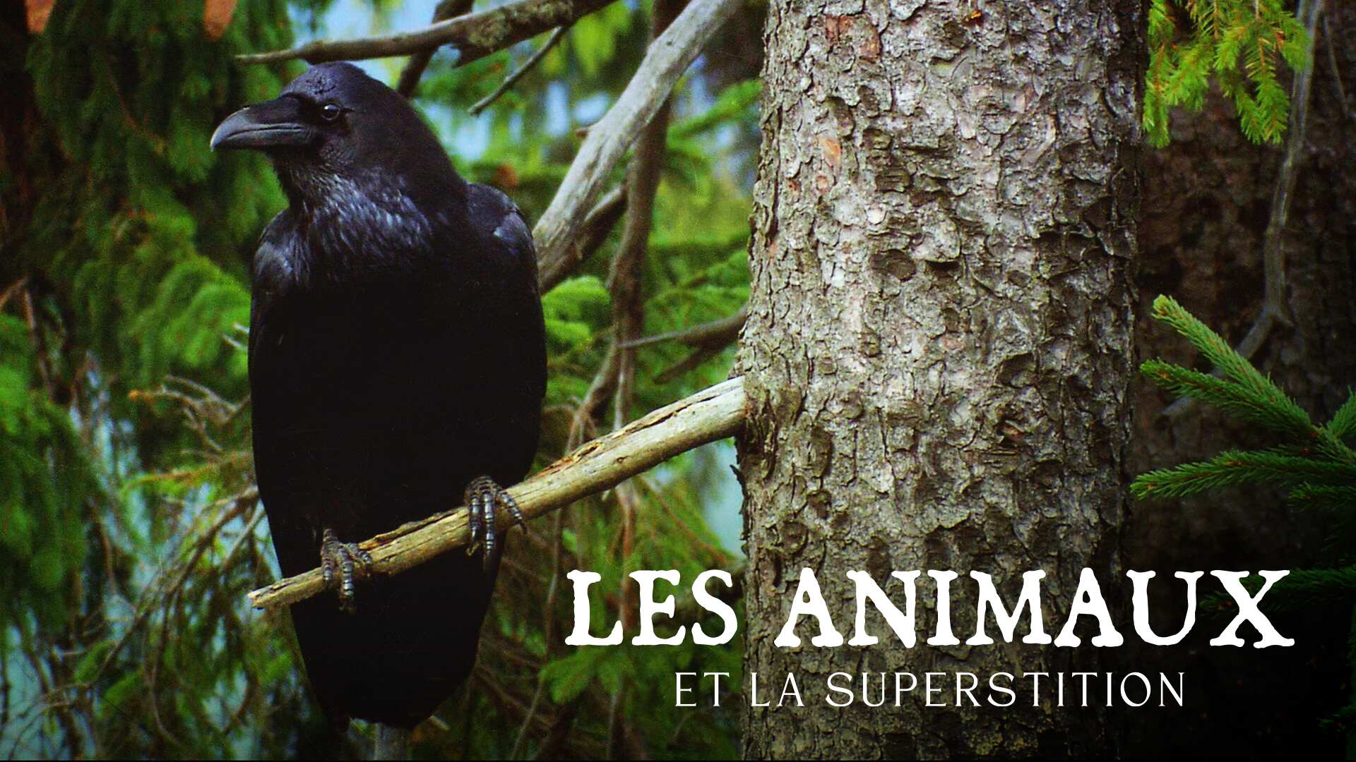 Les Animaux Et La Superstition