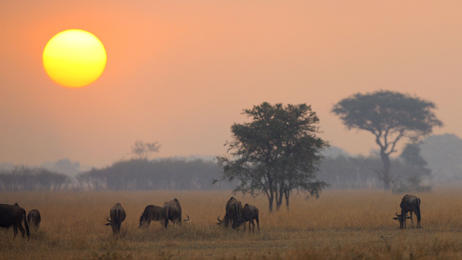 Die Tricks der Gejagten