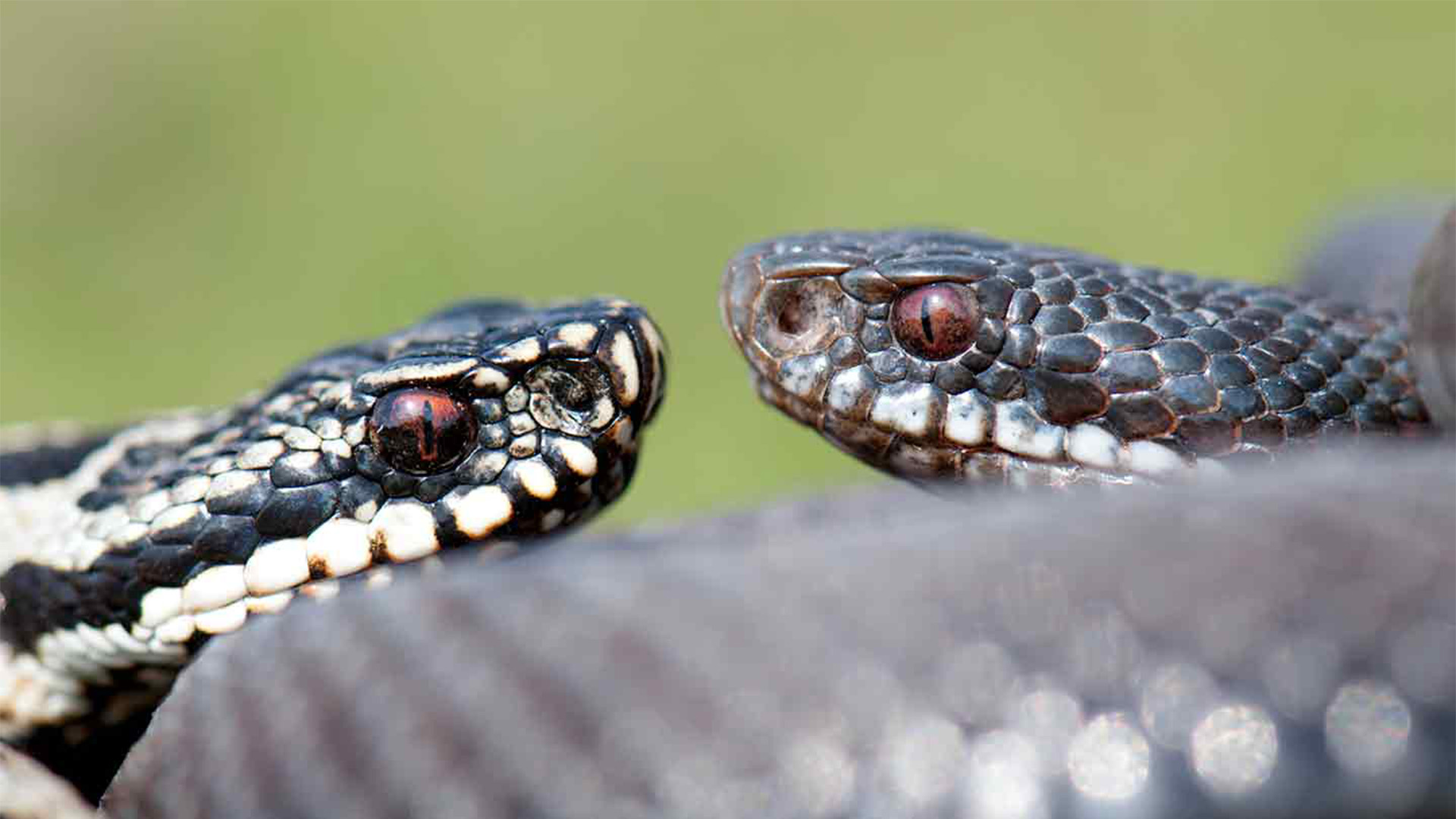 Battle of the Alphas