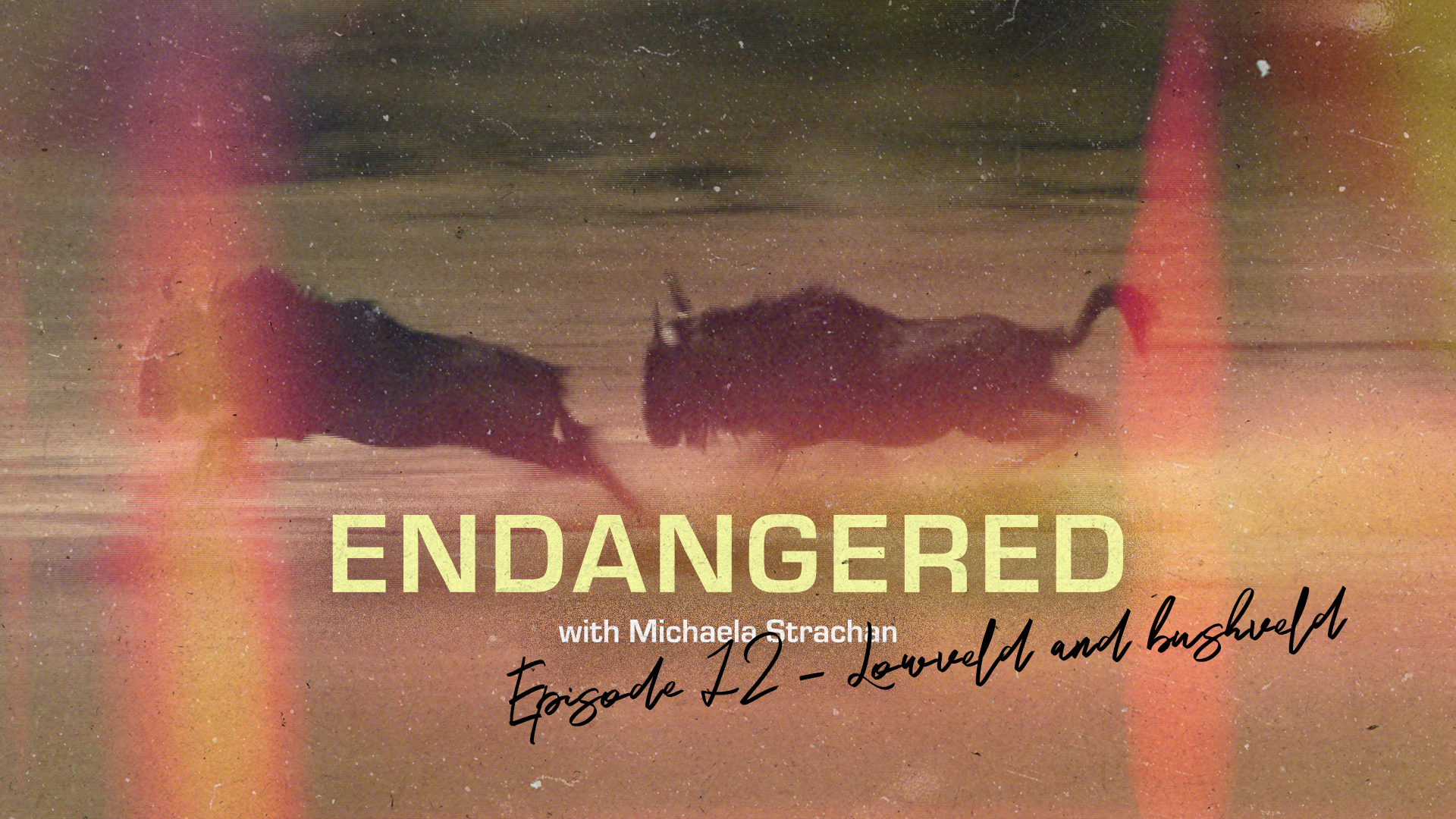 Endangered with Michaela Strachan
