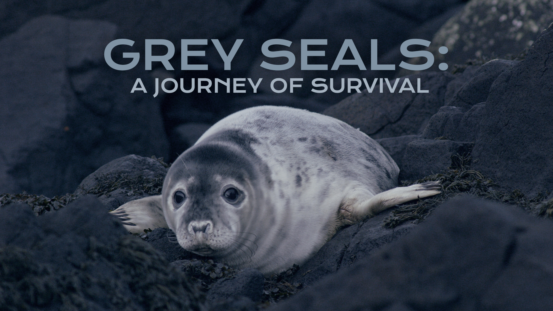 Grey Seals: A Journey of Survival