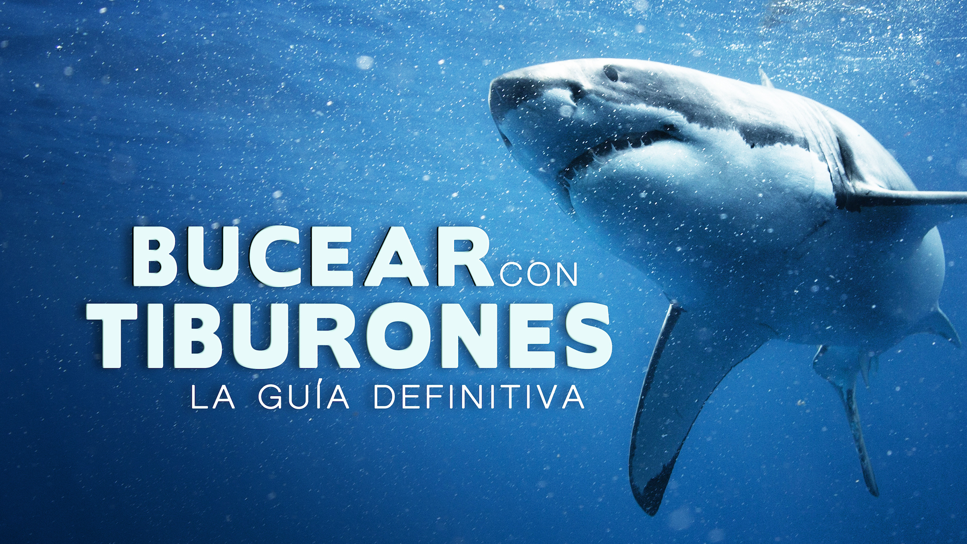 Bucear con tiburones: La guía definitiva