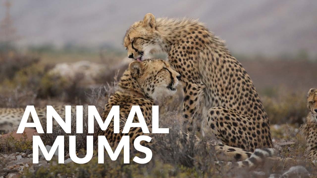 Animal Mums