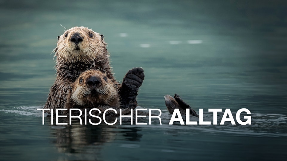 Tierischer Alltag