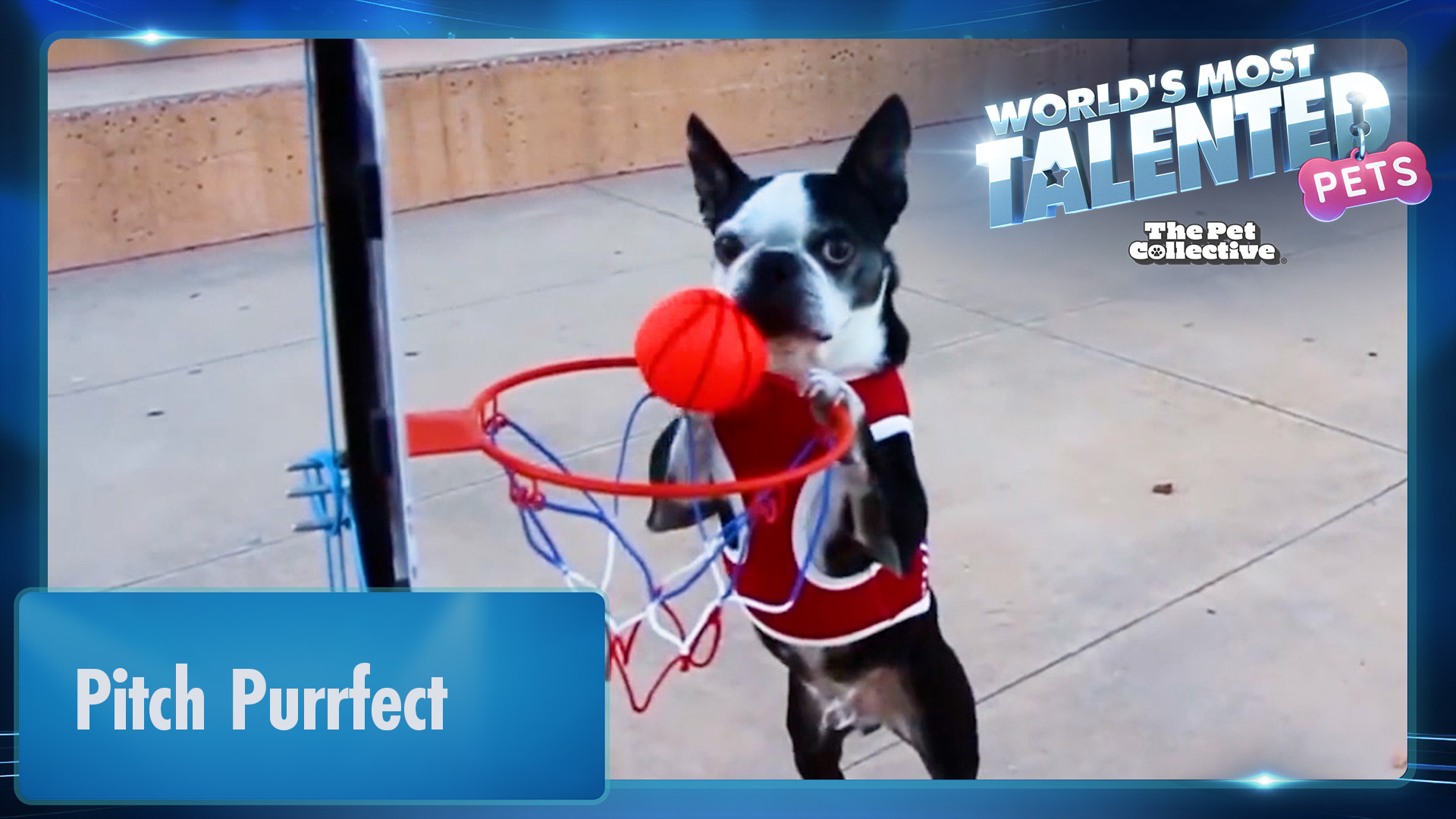 World's Most Talented Pets