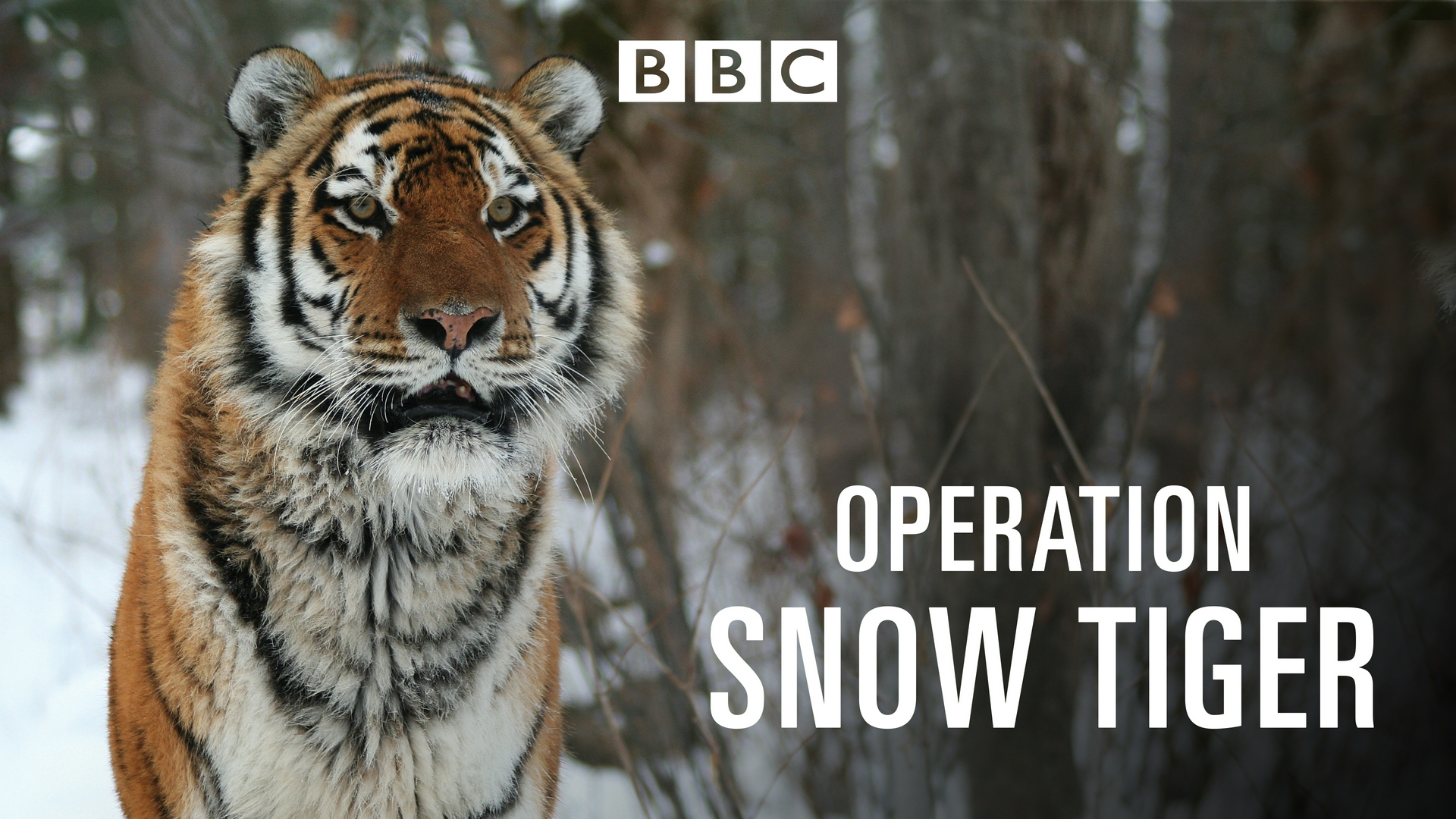 Operation tigre de siberie Operation tigre de siberie