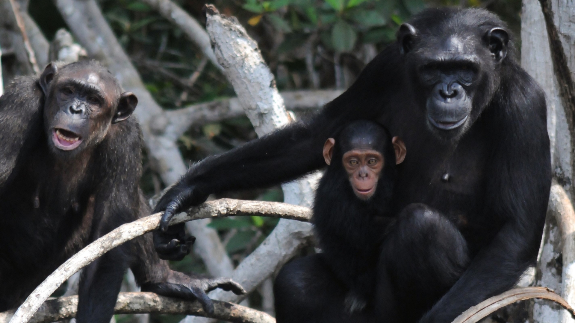 Des Femmes et des Bêtes