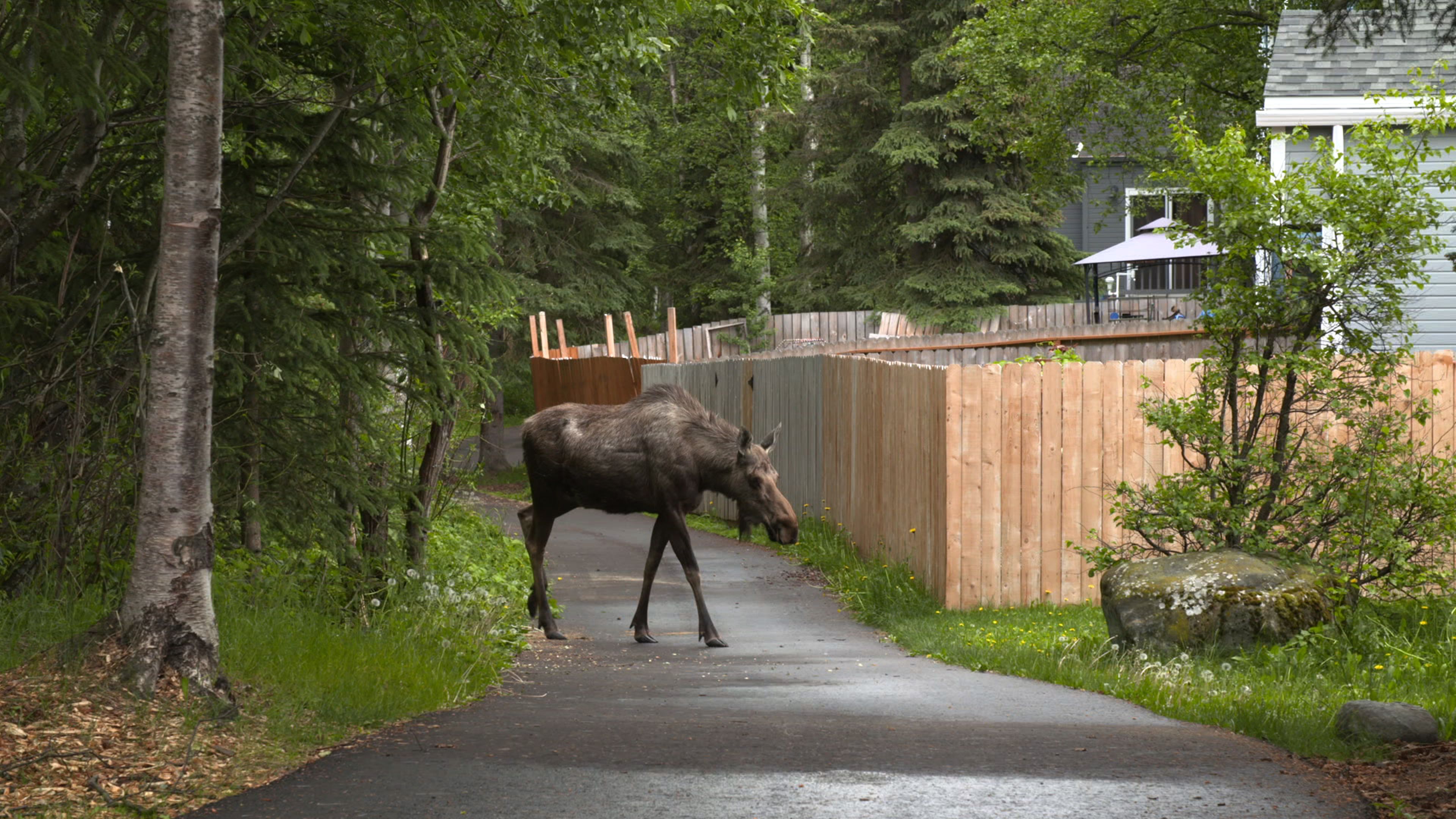 World's Wildest City: Anchorage