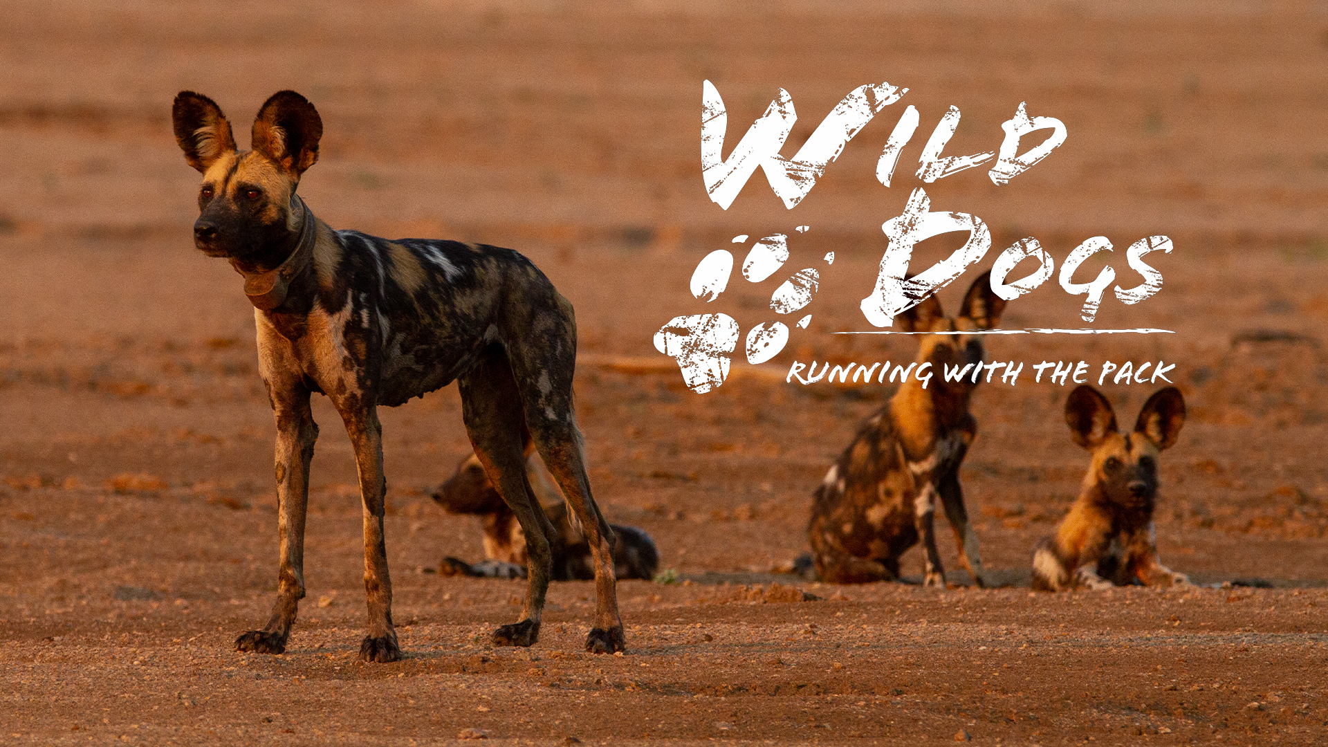 Wild Dogs: Running with the Pack