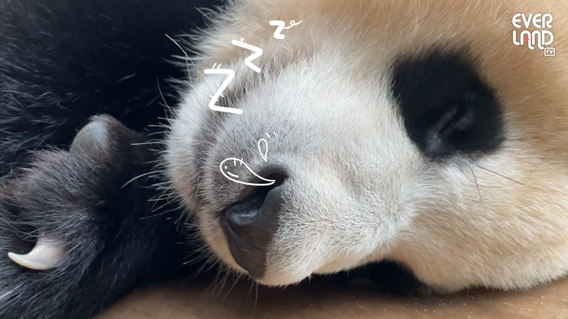 푸바오 동공까지 보이는 초근접 샷 (feat.잠꾸러기 푸바오) 11회