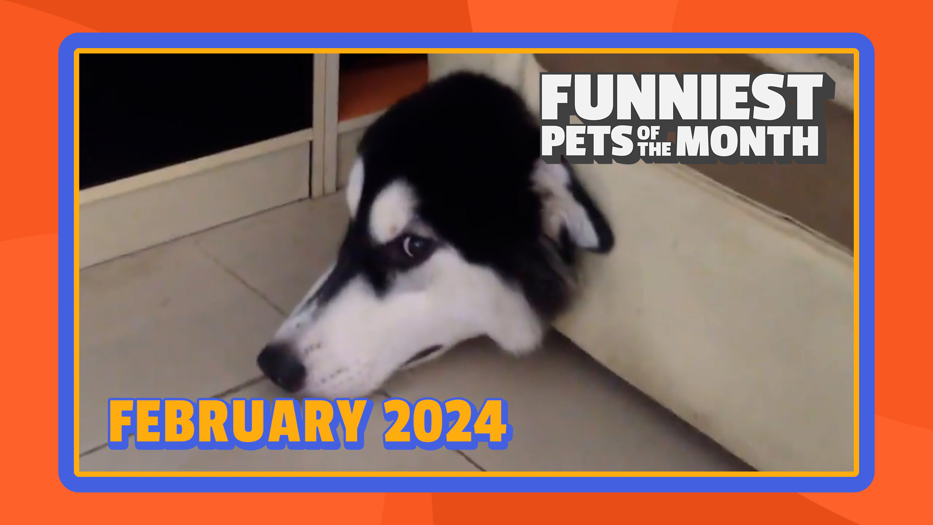 Funniest Pets of the Month