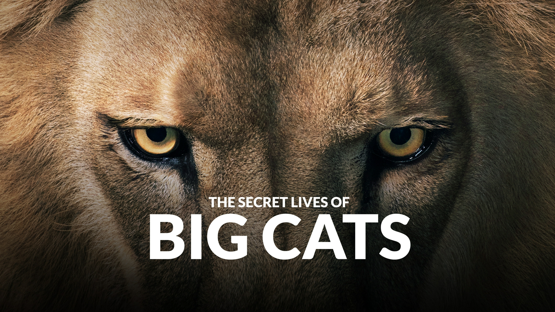 Las vidas secretas de los pumas