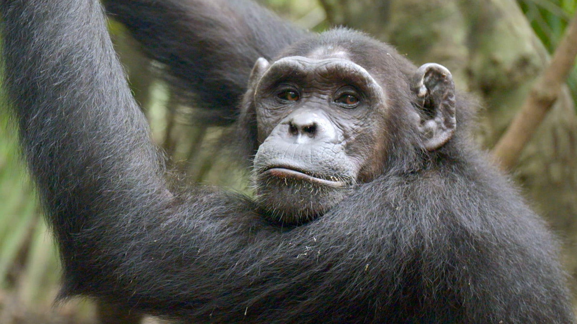 Schimpansen im Kongo mit Jane Goodall