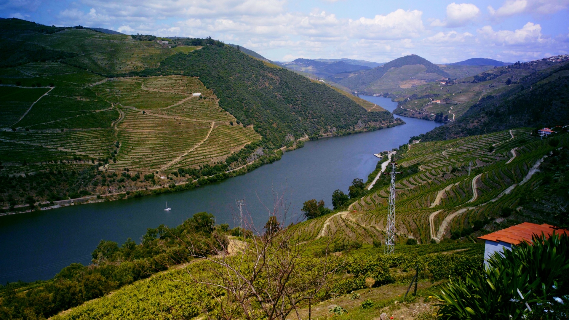 Lush Vineyards: Portugal