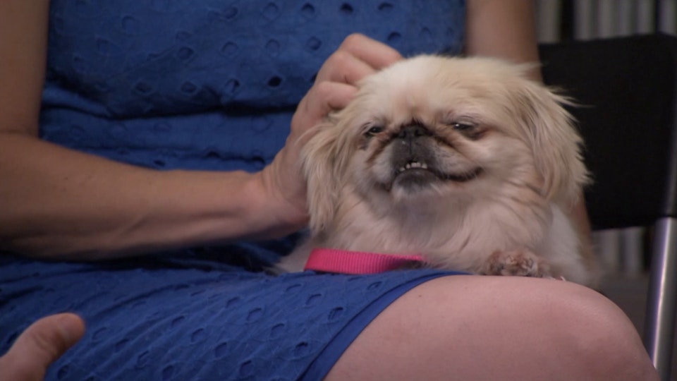 El encantador de perros