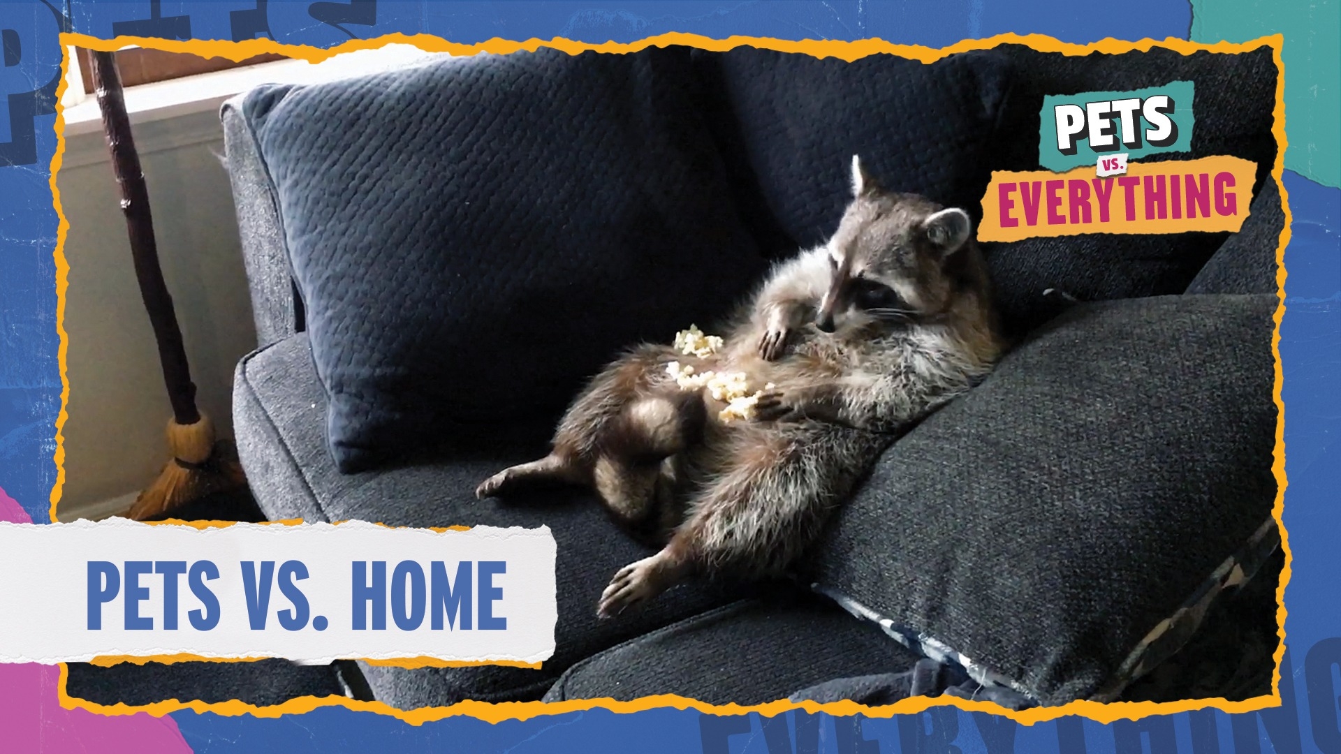 Pets VS. Everything | Pets VS. Home