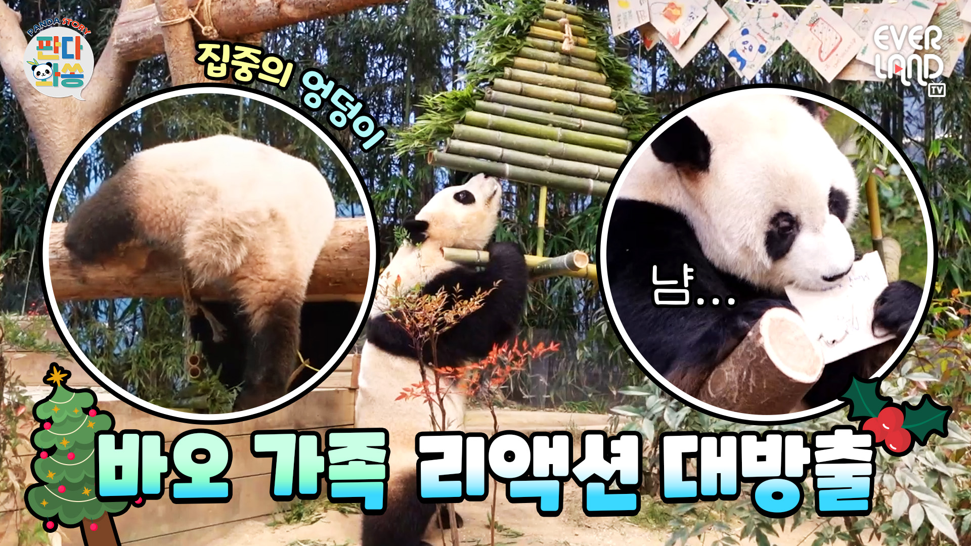 미리 메리 크리스마스~ 판다월드에선 무슨 일이?? 75회