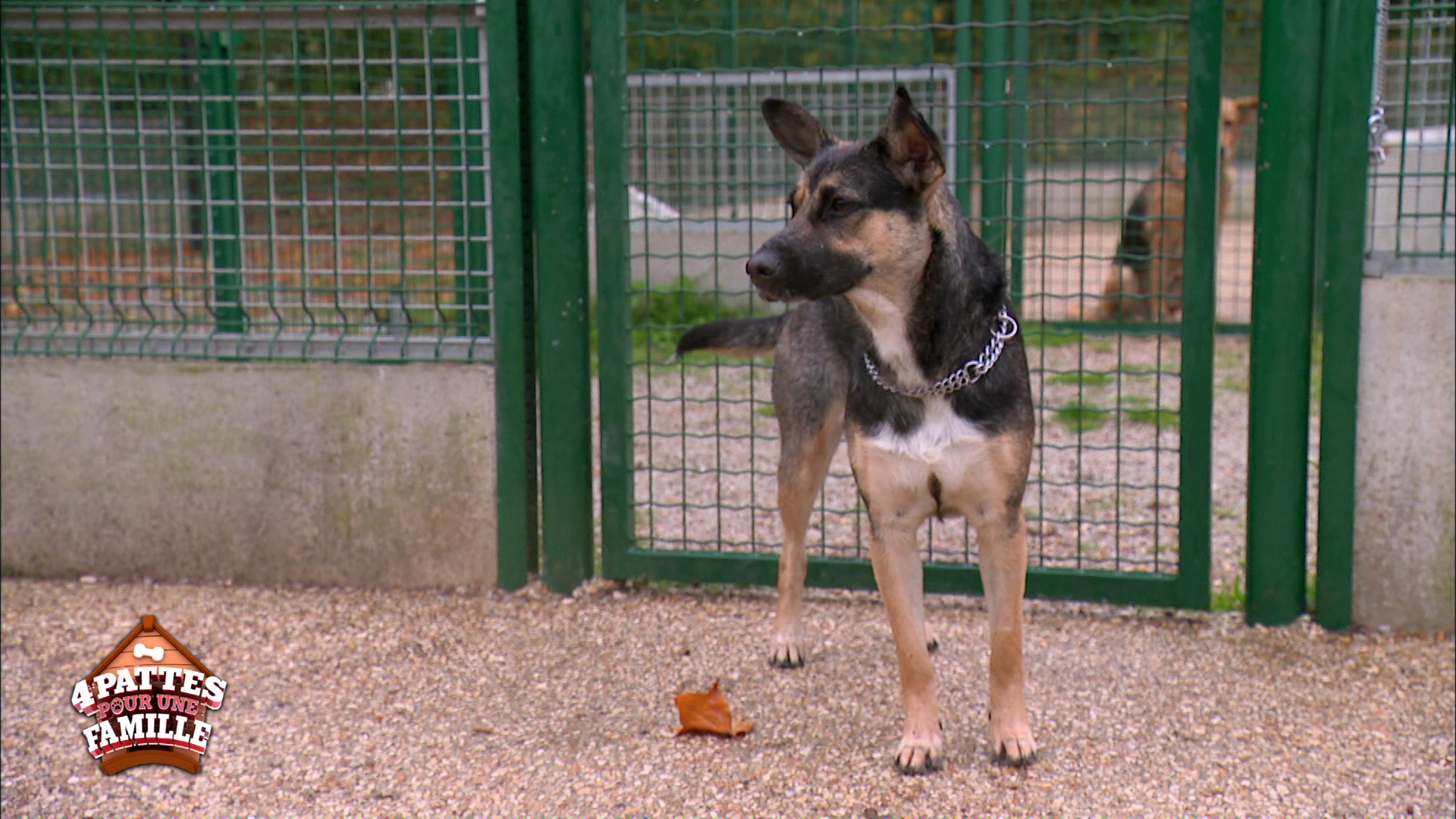 4 Pattes pour une Famille