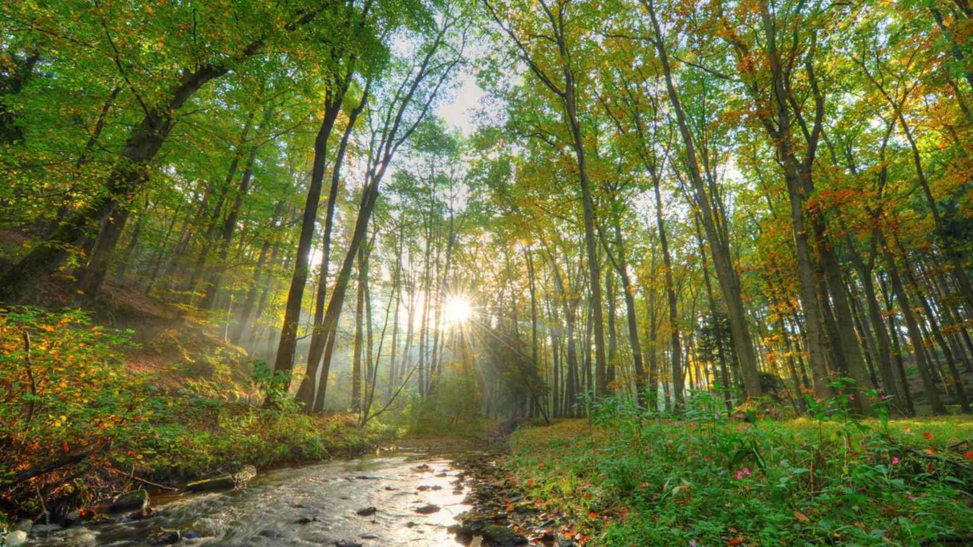 Les saisons de la forêt