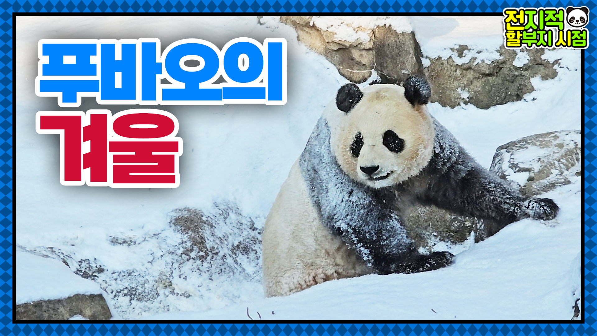 푸바오는 눈이 너무 좋아오! 눈설탕 잔뜩 묻힌 푸룽지와 11개월 아기판다가 된