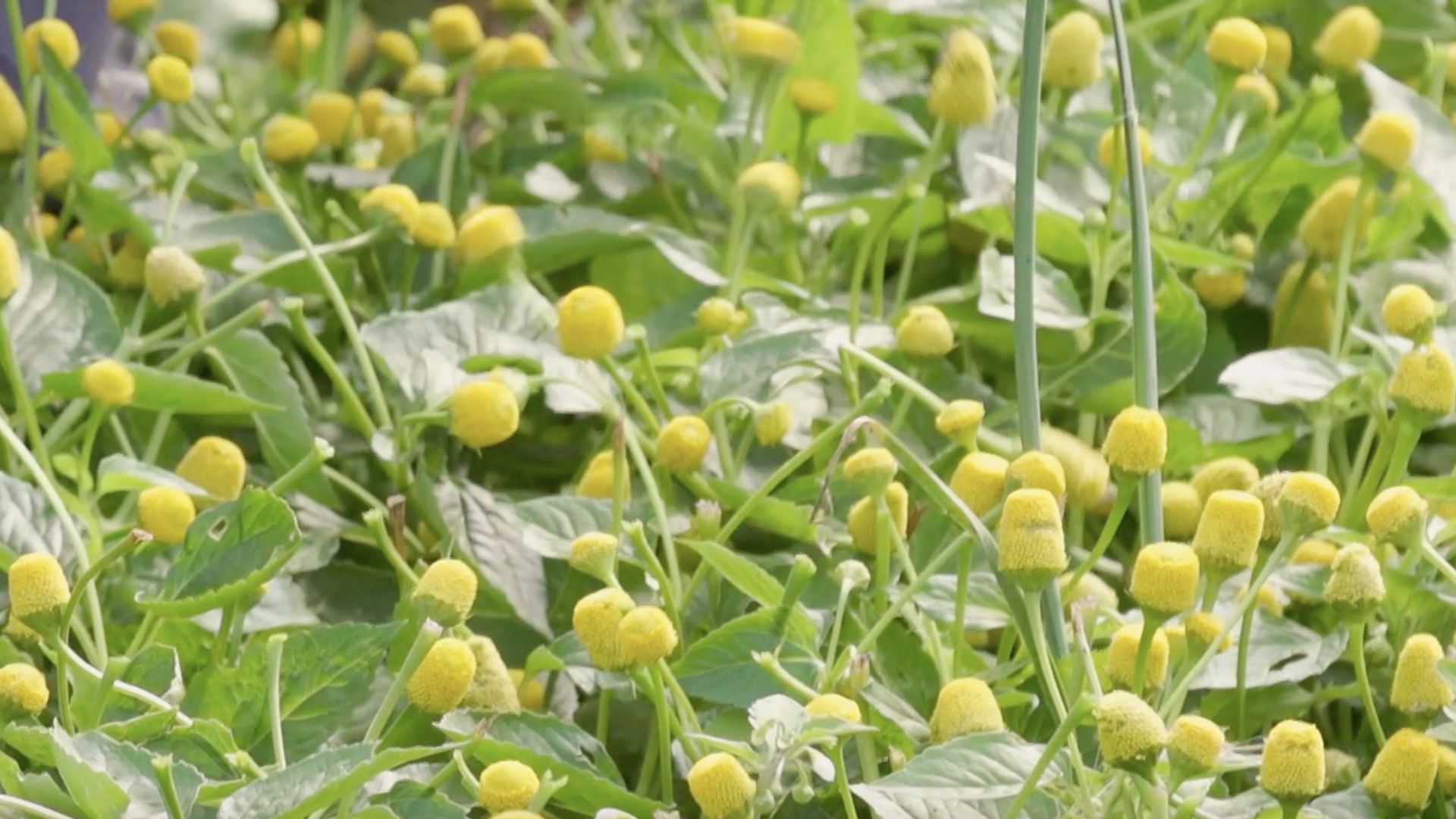 Itinéraires Paysans