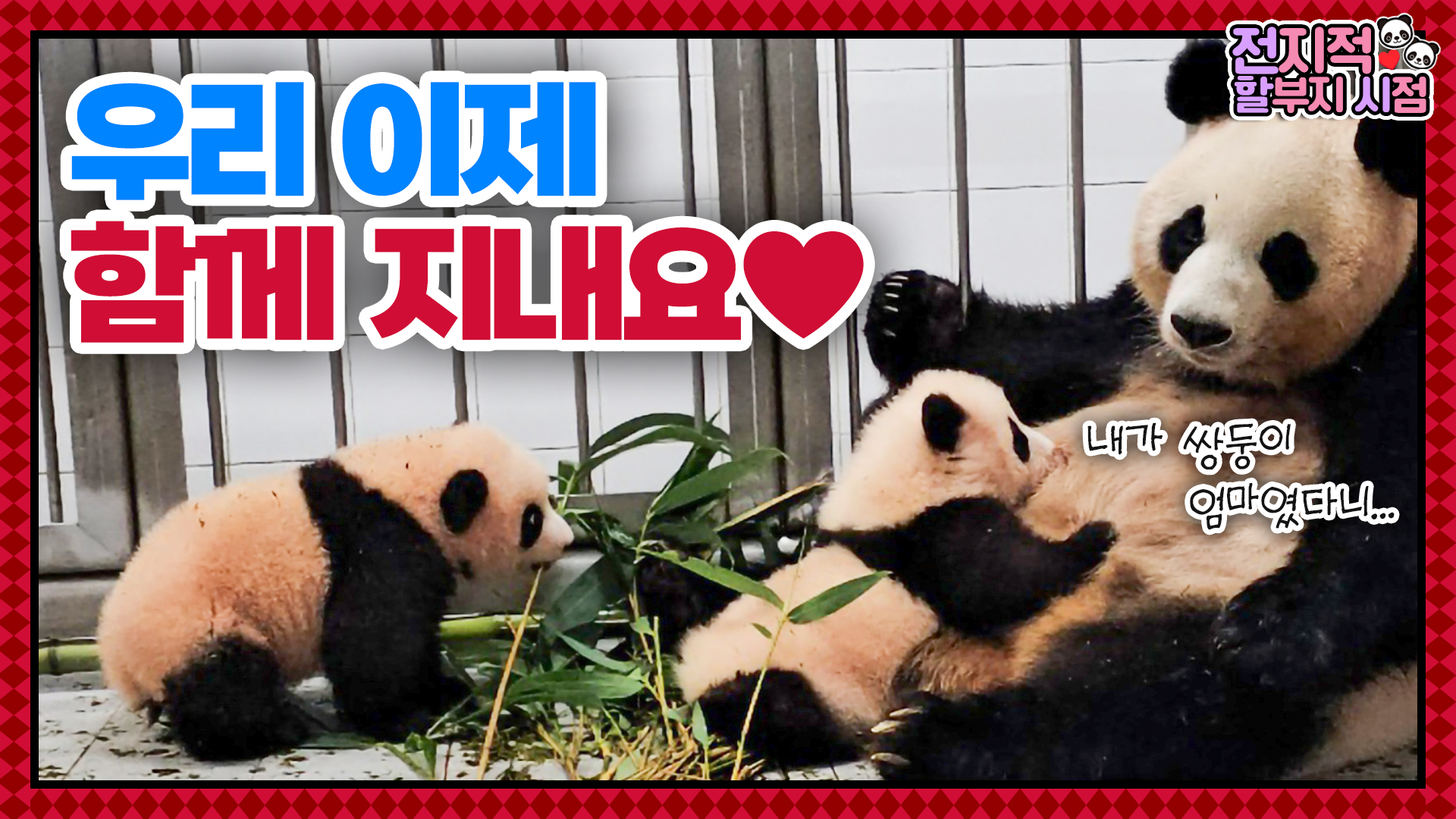 “아루후 합체!!” 드디어 한 자리에 모인 아이바오와 쌍둥이 판다 루이후이 63