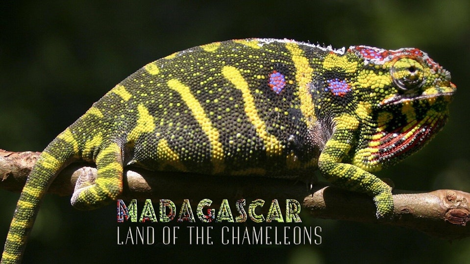 Madagascar – Land of the Chameleons