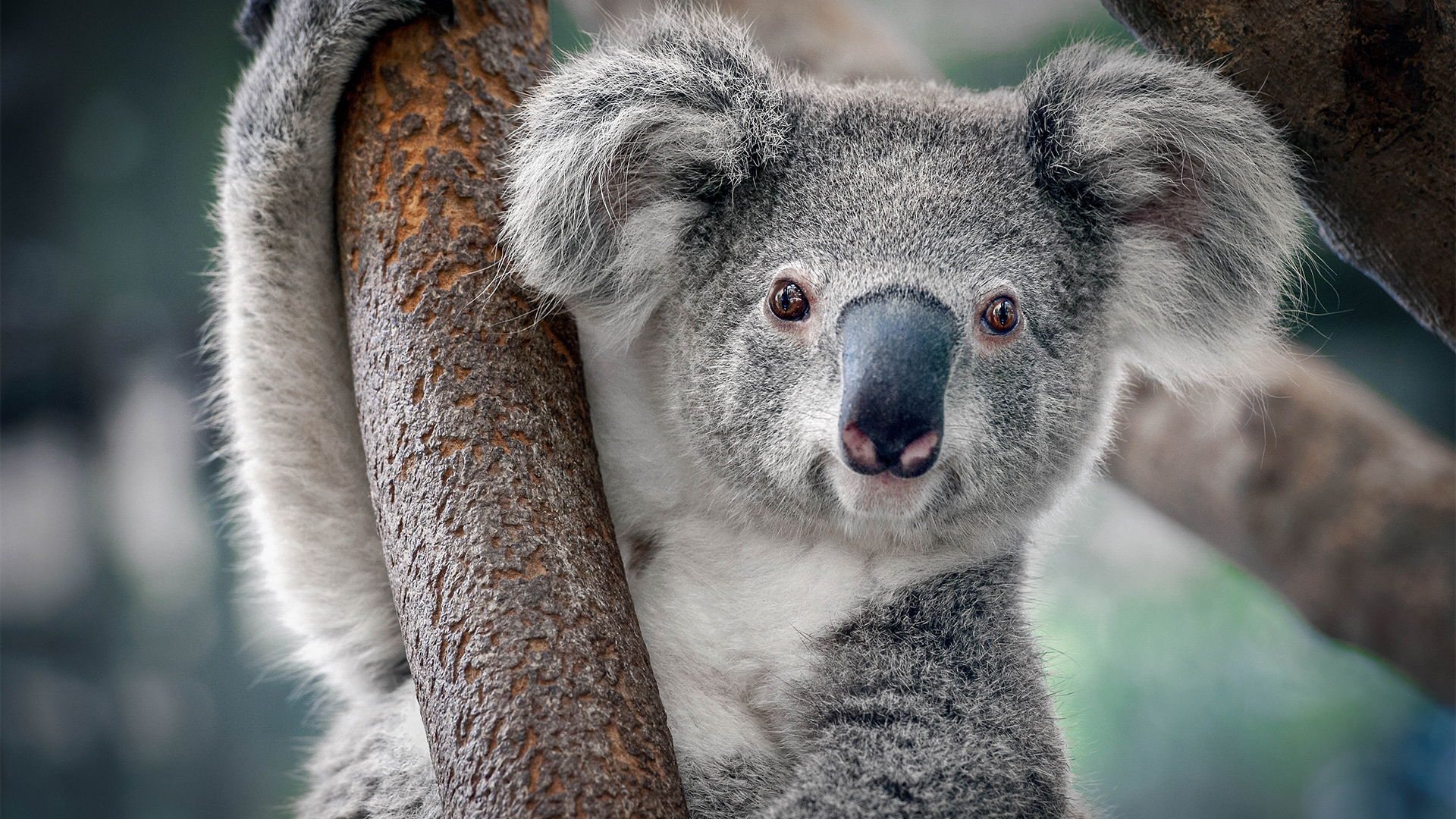 Australien: Koalas brauchen Hilfe
