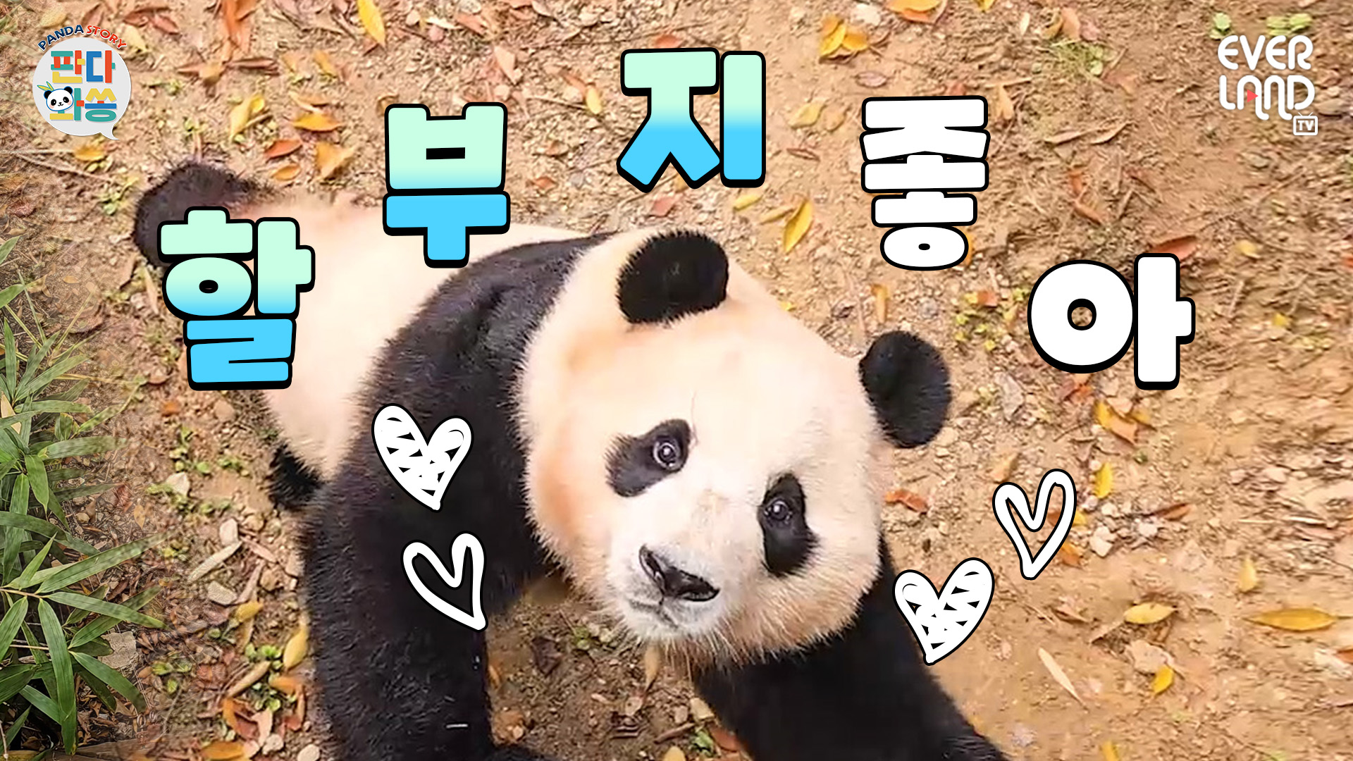 할부지 향해 달려오는 푸바오❤ 걸음마 시작한 루이바오까지! 넌 가을해 바오