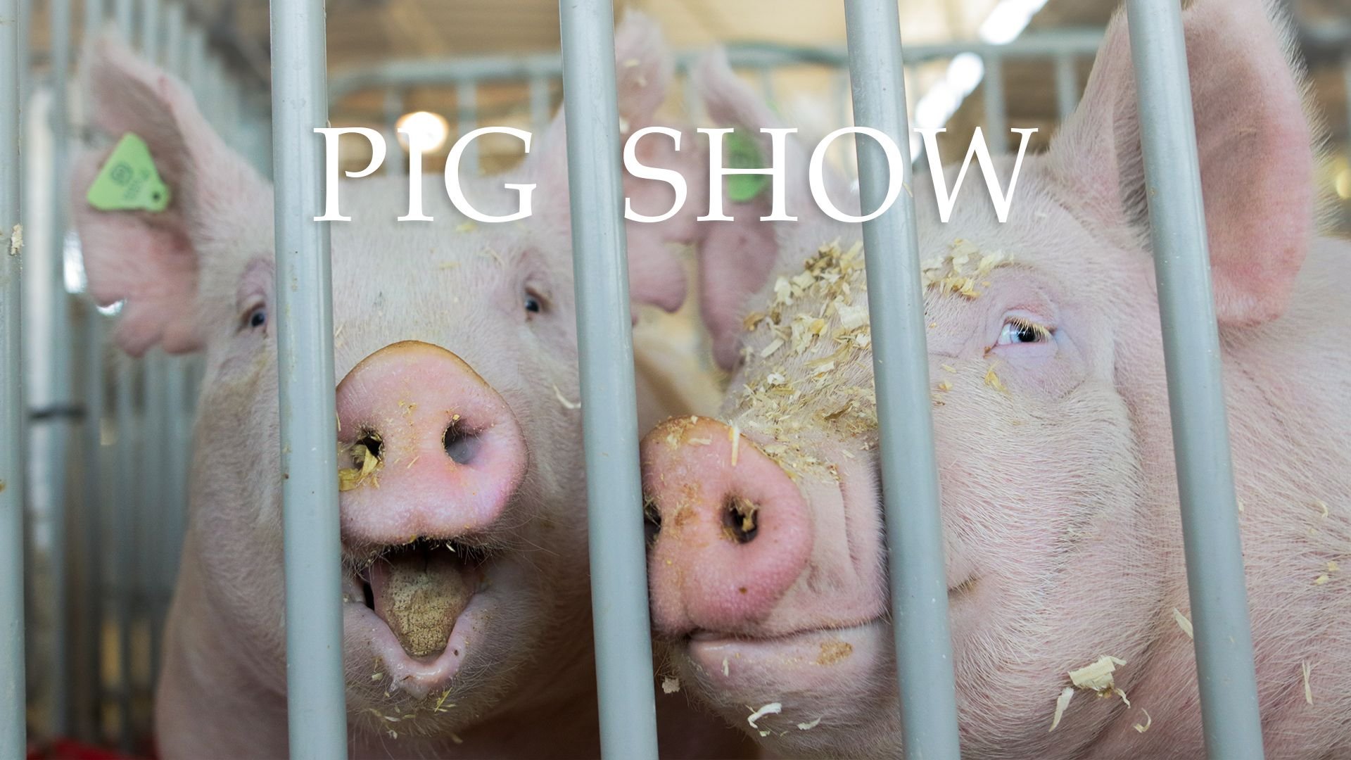 Pig Show
