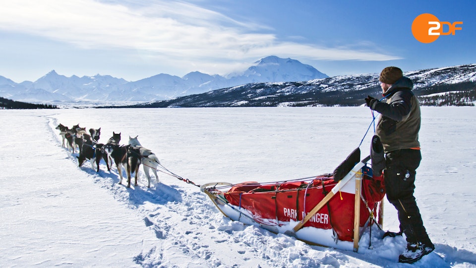 Tiere, die Geschichte schrieben