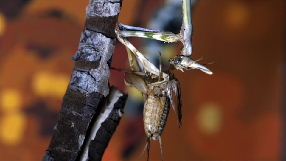 Wild Italy: Top Predators: Mantis: The Queen of the Waterless River